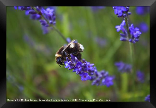 Bee on lavender Framed Print by Graham Custance