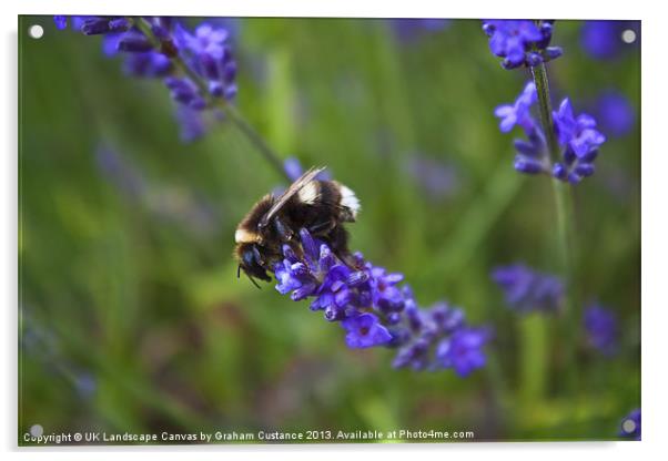 Bee on lavender Acrylic by Graham Custance