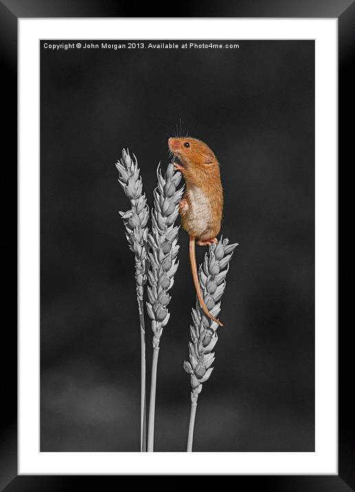Harvest mouse. Framed Mounted Print by John Morgan