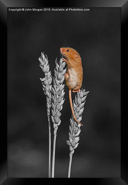 Harvest mouse. Framed Print by John Morgan