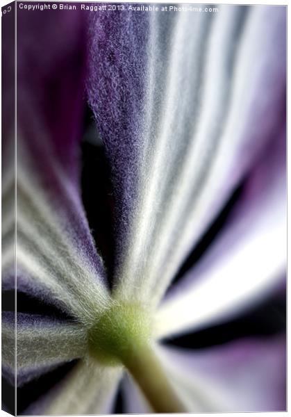 Clematis Flower Stem Canvas Print by Brian  Raggatt