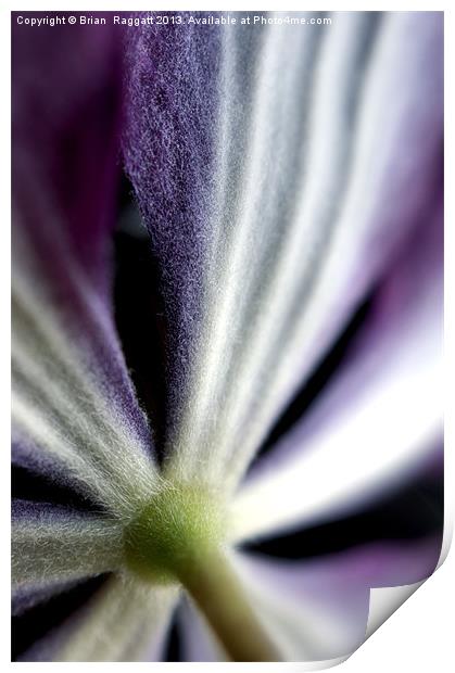 Clematis Flower Stem Print by Brian  Raggatt