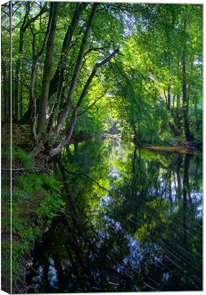 Beeley Wood & River Don in Sheffield Canvas Print by Darren Galpin