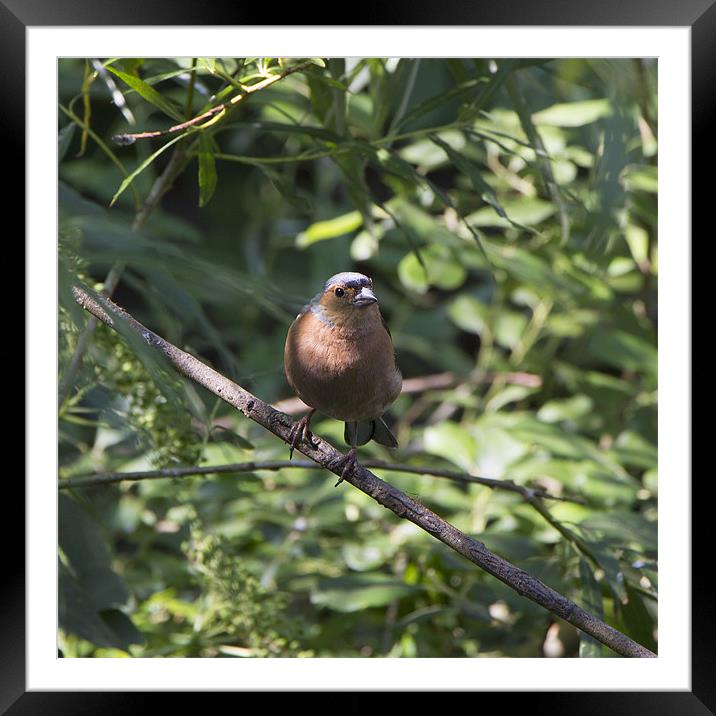 chaffinch Framed Mounted Print by Dean Messenger