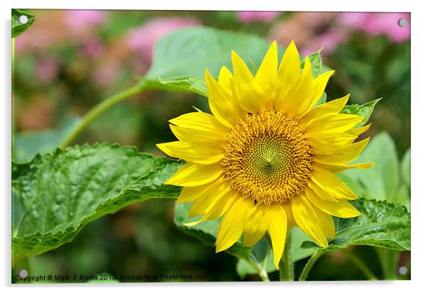 Sunflower 2 Acrylic by Mark  F Banks