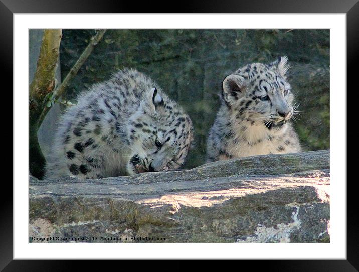 Marwell Snow Leopards Framed Mounted Print by karen grist