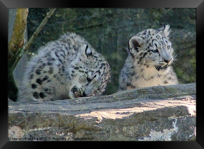 Marwell Snow Leopards Framed Print by karen grist