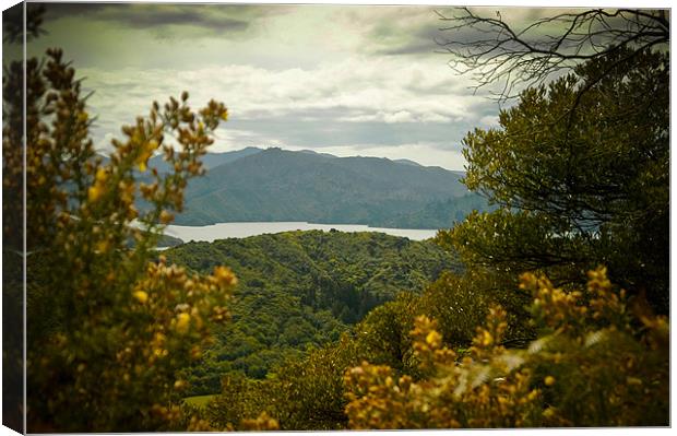 Queen Charlotte Sound, New Zealand Canvas Print by Mark Llewellyn