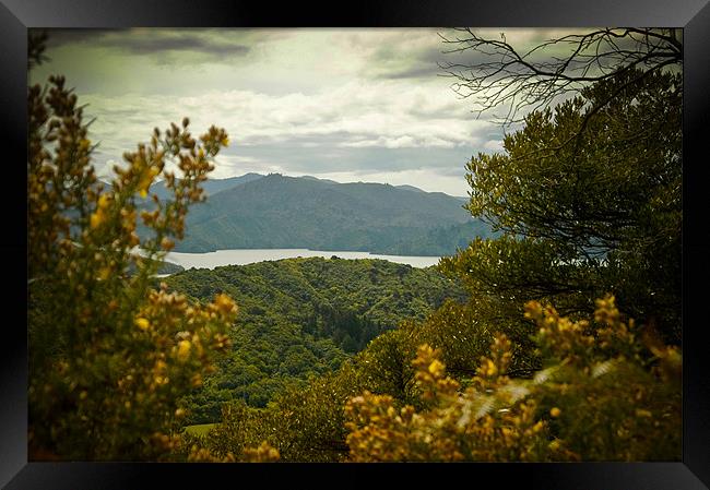 Queen Charlotte Sound, New Zealand Framed Print by Mark Llewellyn