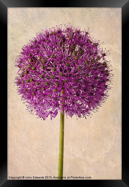 Textured Allium Framed Print by John Edwards
