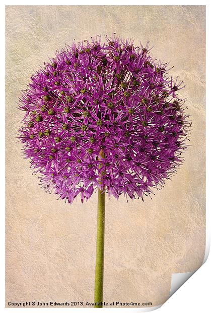 Textured Allium Print by John Edwards