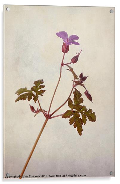 Herb Robert Acrylic by John Edwards