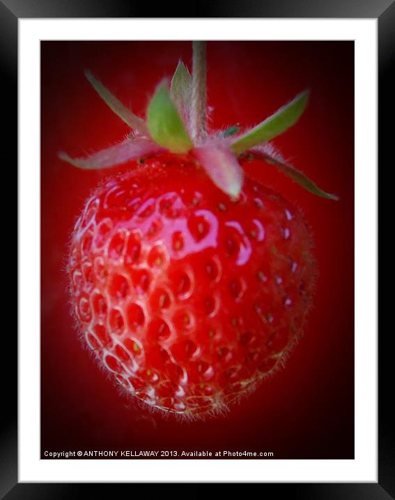 STRAWBERRY Framed Mounted Print by Anthony Kellaway
