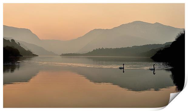 Swans - Llyn Padarn Print by Kevin OBrian