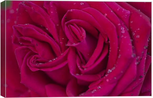 Pink Rose 1 Canvas Print by Steve Purnell