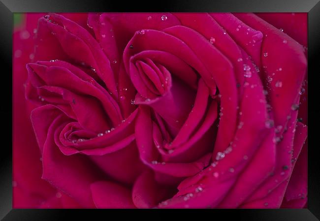 Pink Rose 1 Framed Print by Steve Purnell