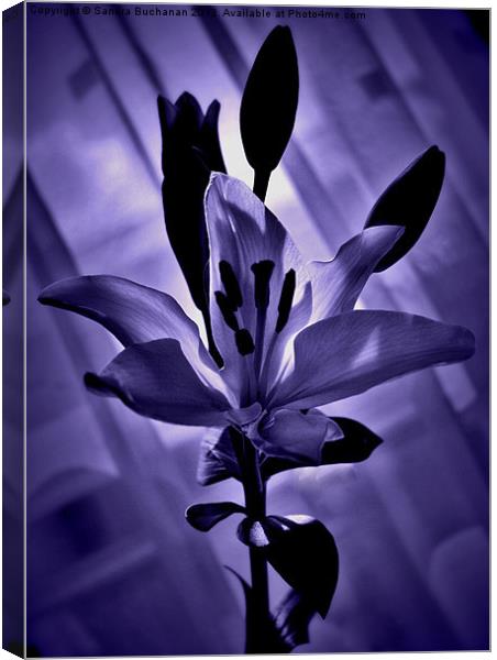 Lonely Lily Canvas Print by Sandra Buchanan