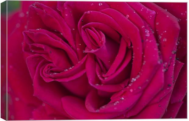 Pink Rose 2 Canvas Print by Steve Purnell