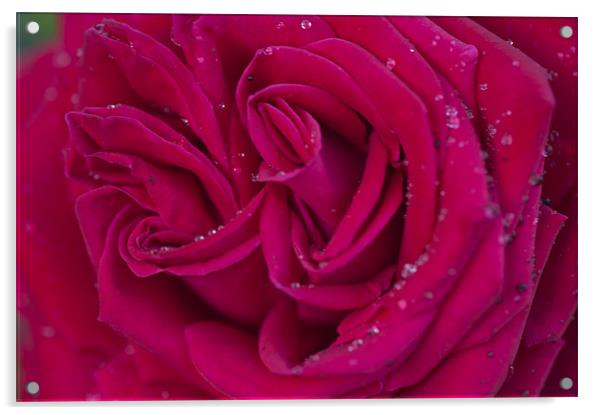 Pink Rose 2 Acrylic by Steve Purnell