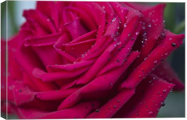 Pink Rose 3 Canvas Print by Steve Purnell