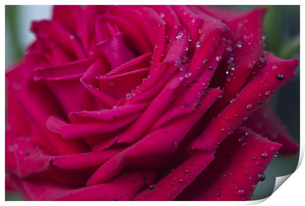 Pink Rose 3 Print by Steve Purnell
