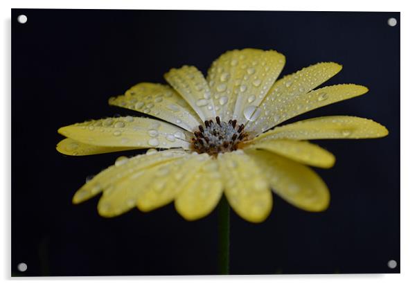 Yellow raindrops Acrylic by Jayne Walmsley