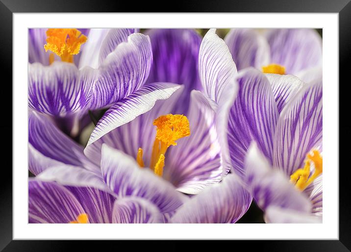 Crocus Garden Framed Mounted Print by Mary Lane