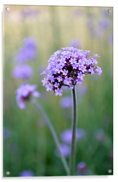 Calming Lilac Grasses Acrylic by Jayne Walmsley
