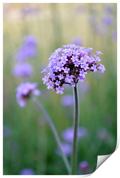 Calming Lilac Grasses Print by Jayne Walmsley