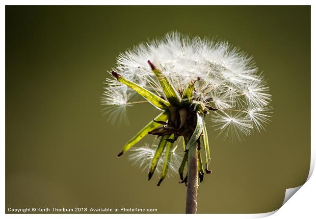 Dandelion Print by Keith Thorburn EFIAP/b