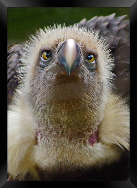 Ruppells Griffon Vulture (Gyps rueppellii) Framed Print by Ian Flear