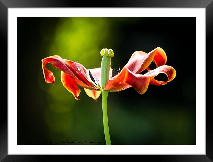 Red Flower Framed Mounted Print by Keith Thorburn EFIAP/b