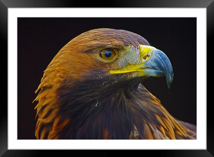 Golden Eagle (Aquila chrysaetos) Framed Mounted Print by Ian Flear