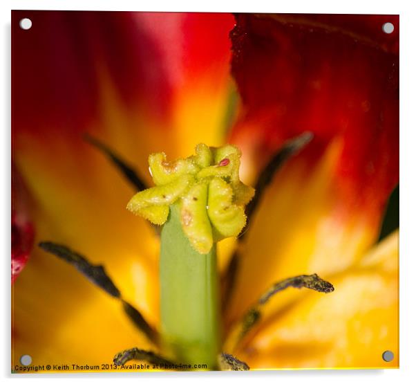 Macro Flower Acrylic by Keith Thorburn EFIAP/b