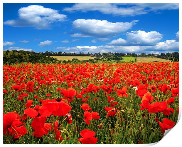 Poppy Field Print by J Biggadike