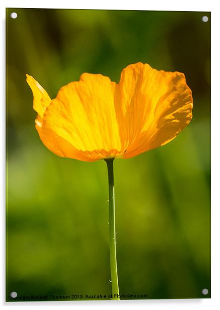 Yellow Flower Acrylic by Keith Thorburn EFIAP/b