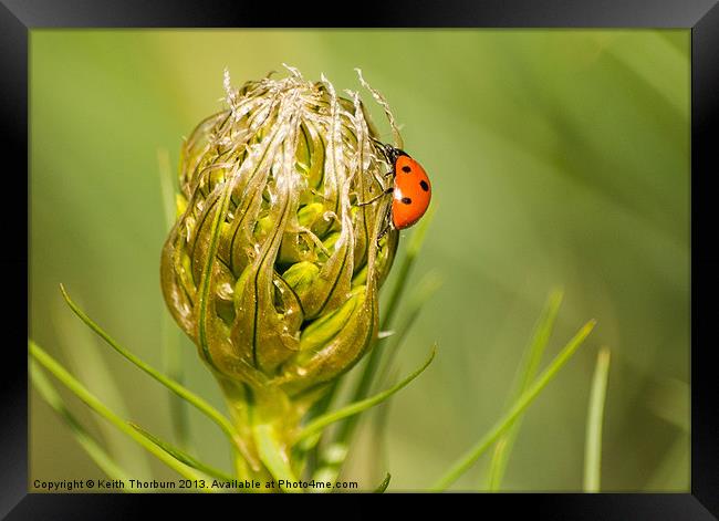 Ladybird on Flower Framed Print by Keith Thorburn EFIAP/b