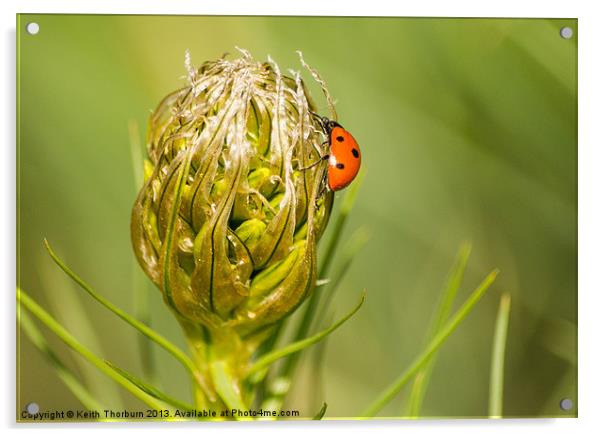 Ladybird on Flower Acrylic by Keith Thorburn EFIAP/b
