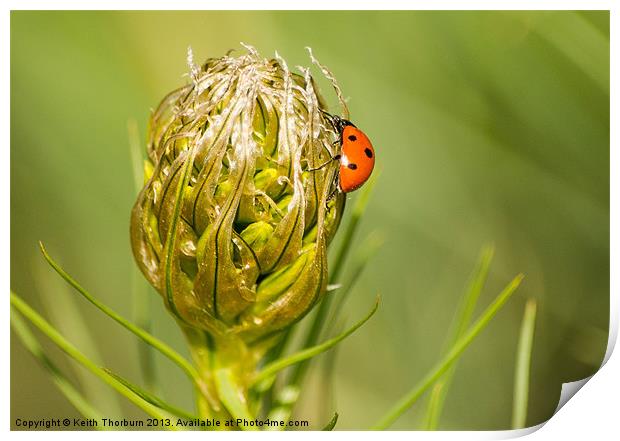Ladybird on Flower Print by Keith Thorburn EFIAP/b