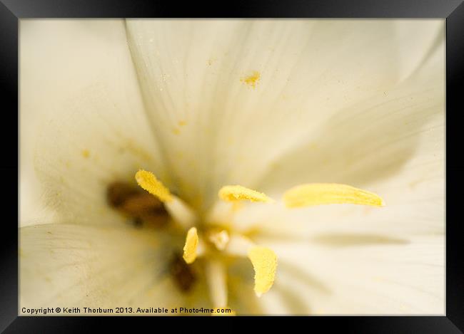white Flower Close Up Framed Print by Keith Thorburn EFIAP/b