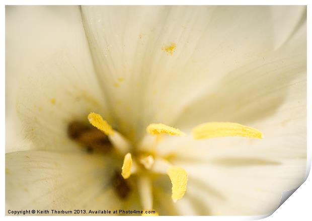 white Flower Close Up Print by Keith Thorburn EFIAP/b