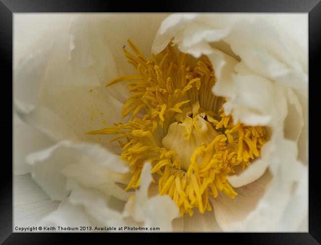 White Flower Close Up Framed Print by Keith Thorburn EFIAP/b