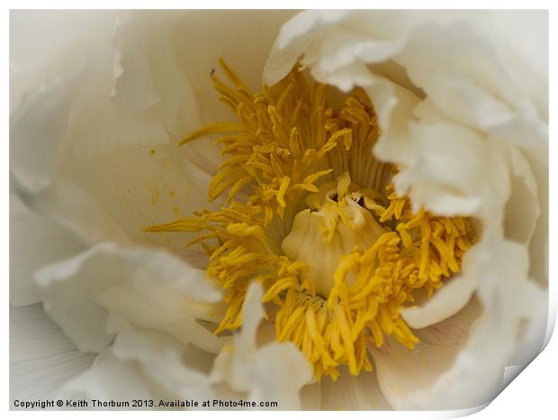White Flower Close Up Print by Keith Thorburn EFIAP/b