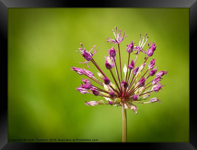 Purple Flower Framed Print by Keith Thorburn EFIAP/b