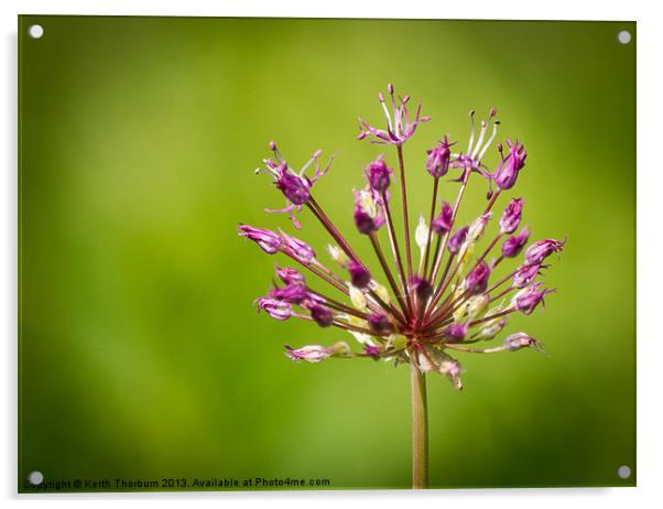 Purple Flower Acrylic by Keith Thorburn EFIAP/b