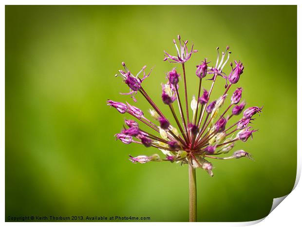 Purple Flower Print by Keith Thorburn EFIAP/b
