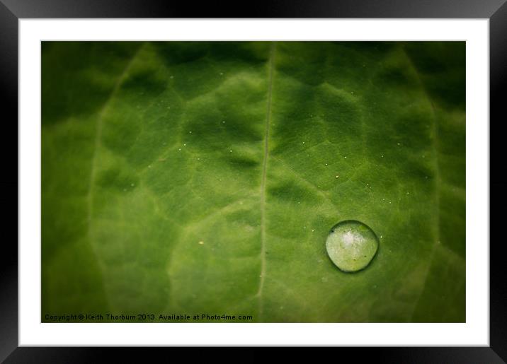 Rain Drop on Leaf Framed Mounted Print by Keith Thorburn EFIAP/b