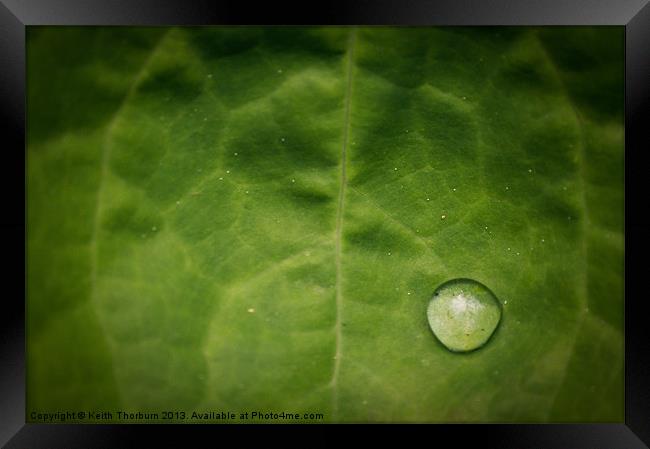 Rain Drop on Leaf Framed Print by Keith Thorburn EFIAP/b