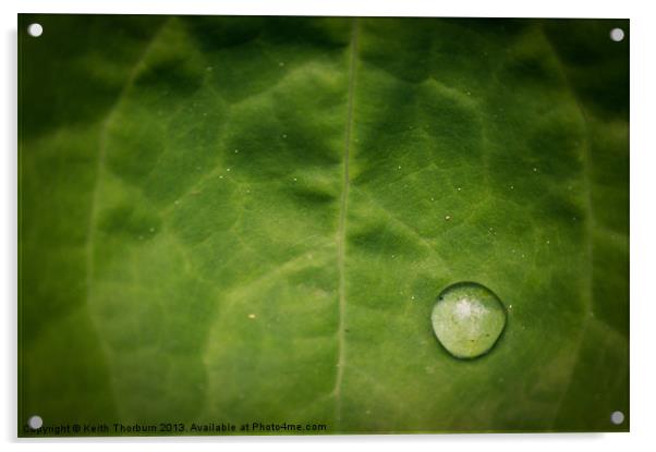 Rain Drop on Leaf Acrylic by Keith Thorburn EFIAP/b