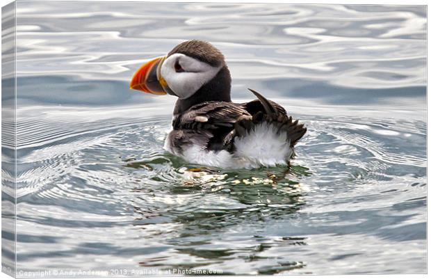 Young Puffin on Firth of Forth Canvas Print by Andy Anderson